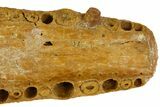 Crocodilian Upper Jaw (Skull) Section - Kem Kem Beds, Morocco #145800-8